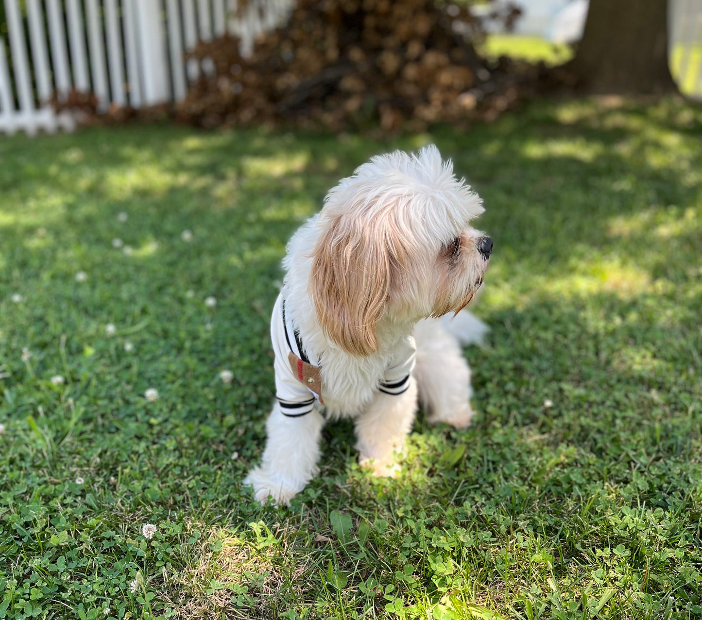 Mini Vogue™ Pet Coat – Classic Brown